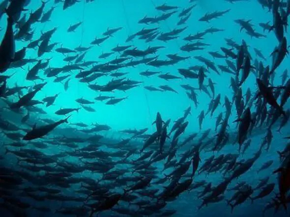 Plasticon Projects - FRP Tanks Aquaculture